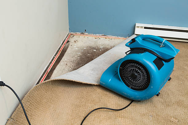 Best Basement water damage restoration  in Whitley City, KY